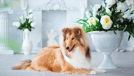 Elegant Rough Collie in a Beautiful Floral Setting wallpaper