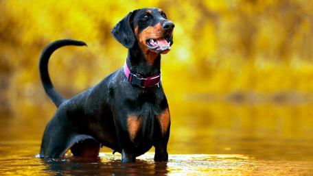 Elegant Dobermann in a Serene Setting wallpaper