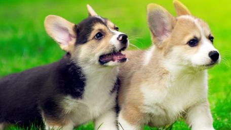 Playful Corgi Puppies in Green Grass wallpaper