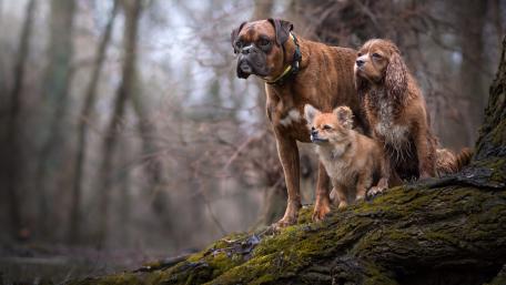 Loyal Companions Amidst Nature's Embrace wallpaper