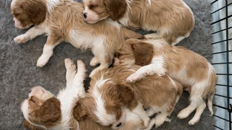 Cuddly Puppies in a Cozy Pile wallpaper