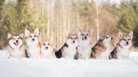 Corgis Enjoying a Winter Wonderland wallpaper
