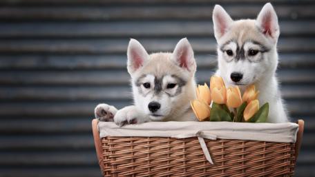 Adorable Huskies in a Flower Basket wallpaper