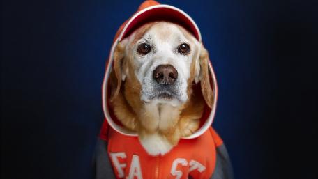 Charming Dog in a Fashionable Hoodie wallpaper