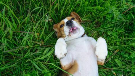 Playful Beagle Enjoying Nature's Embrace wallpaper