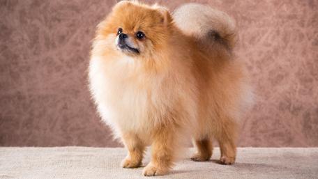 Fluffy Pomeranian in High Definition wallpaper
