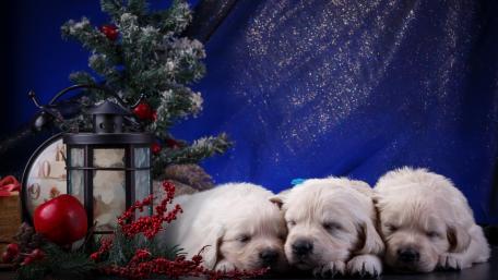Puppies Dreaming of Christmas Magic wallpaper