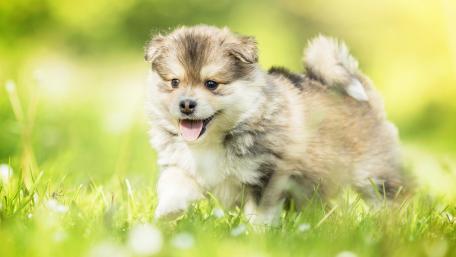 Adorable Puppy in a Lush Meadow wallpaper