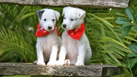 Adorable Puppies in Bandanas Sitting Together on a Bench wallpaper