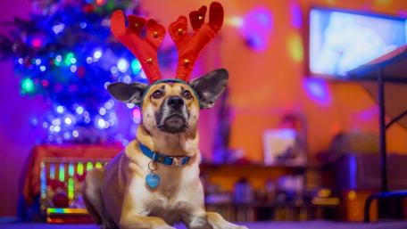 Festive Dog Ready for Christmas Celebration wallpaper