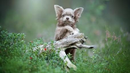 Charming Chihuahua in Nature Scene wallpaper