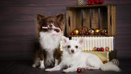 Delightful Holiday Papillons Enjoying Christmas Cheer wallpaper
