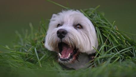 Playful West Highland Terrier Surrounded by Grass wallpaper