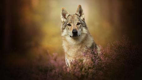 Majestic Wolf in Natural Habitat wallpaper