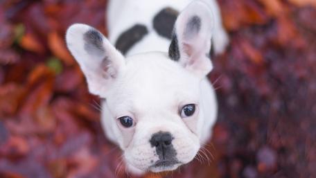 Adorable French Bulldog Puppy in Autumn Leaves wallpaper