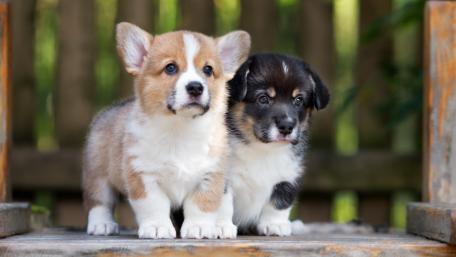 Adorable Corgi Puppies Together wallpaper