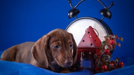 Charming Dachshund Puppy on Blue Background wallpaper
