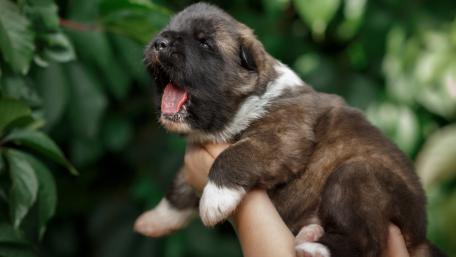 Adorable Puppy Yawning in Hands wallpaper