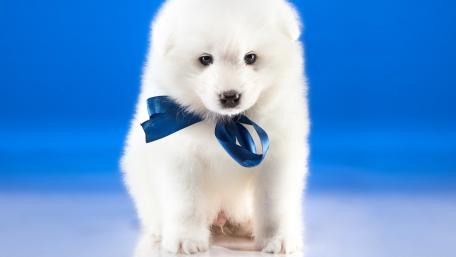 Adorable White Puppy with a Blue Bow Ribbon wallpaper