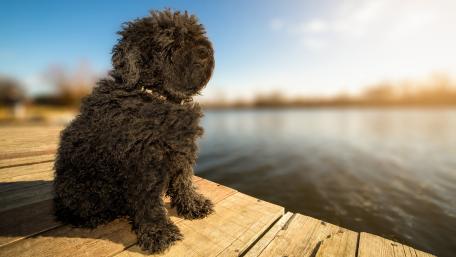 Charming Black Puppy by the Water wallpaper