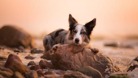 Charming Border Collie by the Water wallpaper
