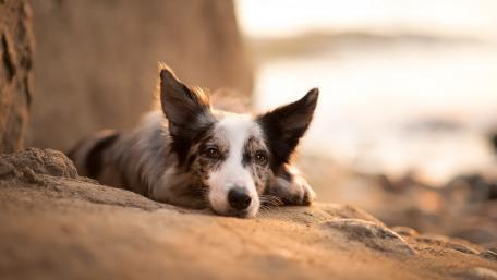 Charming Border Collie on a Serene Beach wallpaper