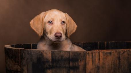 Charming Labrador Puppy in a Barrel wallpaper