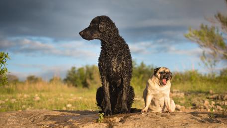 Pug and Black Dog Enjoying Nature Together wallpaper