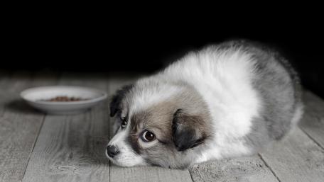 Adorable Puppy Looking for Attention and Treats wallpaper