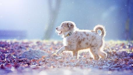 Joyful Puppy Playing in Autumn Leaves wallpaper