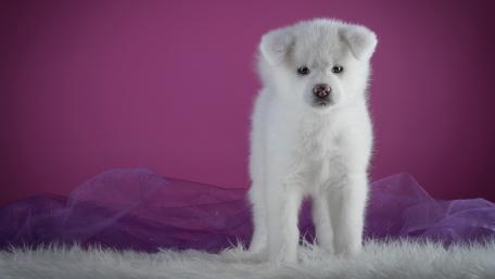Adorable White Puppy Posing Elegantly wallpaper