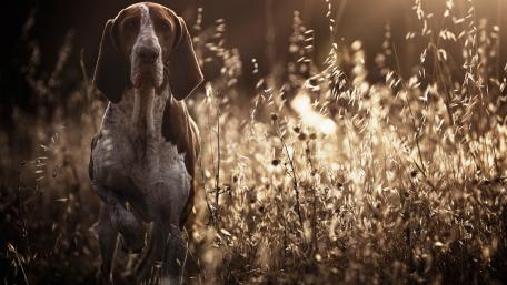 Majestic Pointer in a Sunlit Field wallpaper