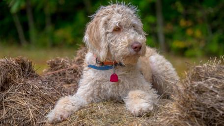 Fluffy Dog Enjoying Nature's Serenity wallpaper