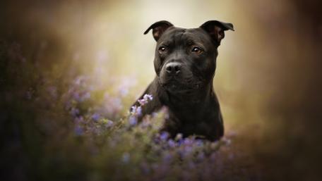 American Staffordshire Terrier wallpaper