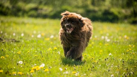 Joyful Dog Running Through a Meadow of Green Grass and Dandelions wallpaper