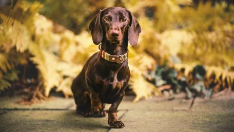 Dachshund in a Beautiful Autumn Setting wallpaper