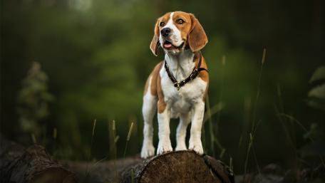 Beagle Standing Proud in Nature wallpaper