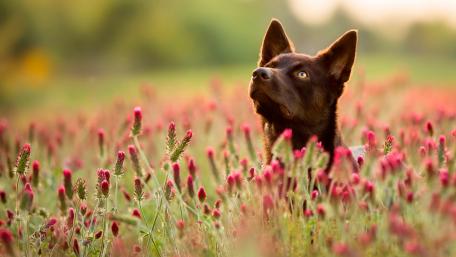 Charming Dog Amidst Blossoms wallpaper