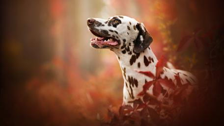 Dalmatian Joy in Autumn Foliage wallpaper