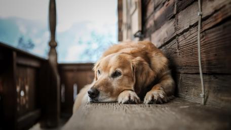 Golden Retriever Relaxing on a Wooden Porch wallpaper