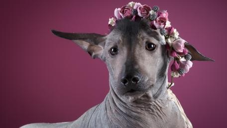 Xoloitzcuintle wallpaper