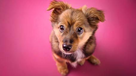 Adorable Puppy on Pink Background wallpaper