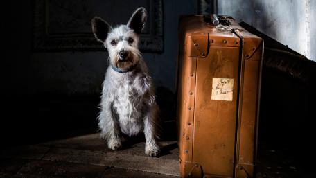 Adventurous Pup with His Suitcase wallpaper