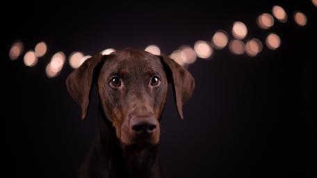 Majestic Doberman in Bokeh Lights wallpaper
