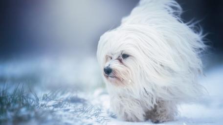 Fluffy Havanese in the Windy Snow Scene wallpaper