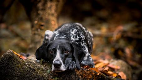 Serene Dog Resting Among Autumn Leaves wallpaper
