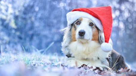 Festive Dog in Winter Wonderland wallpaper
