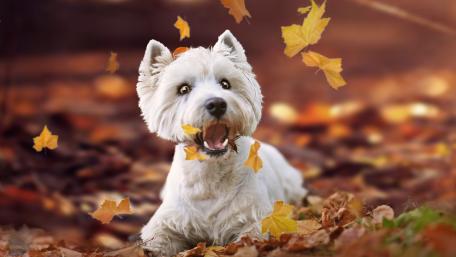 Charming Westie Enjoying Autumn Leaves wallpaper