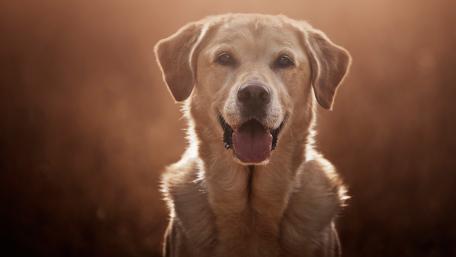 Golden Retriever in Soft Light Glow wallpaper