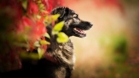 Majestic Dog Amidst Autumn Foliage wallpaper